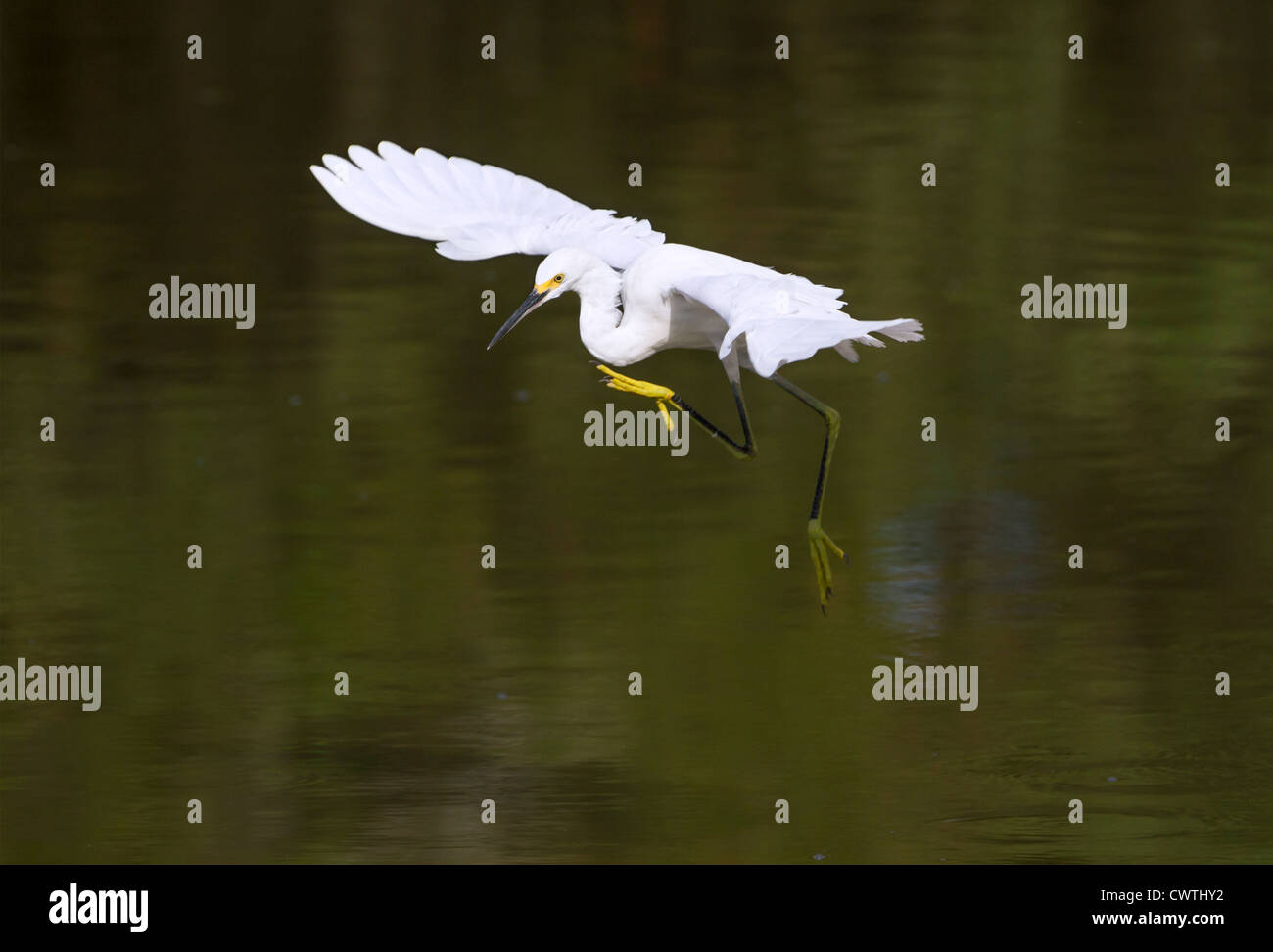 Snowy garzetta (Egretta thuja) volare su un lago (Sud Carolina, USA). Foto Stock