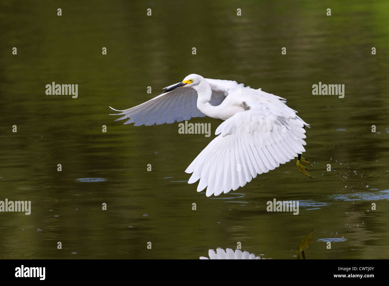 Snowy garzetta (Egretta thuja) volare su un lago (Sud Carolina, USA). Foto Stock
