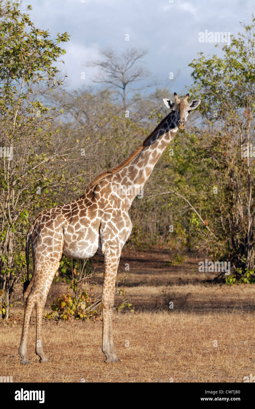 Maschio adulto masai giraffe, Giraffa camelopardalis tippelskirchii, la Riserva Selous Tanzania Africa Foto Stock