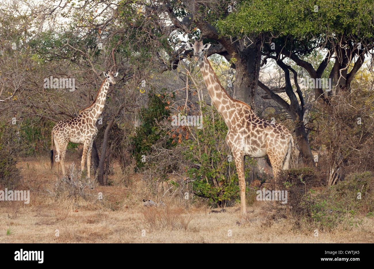 Una coppia di adulti Masai Giraffe (Giraffa camelopardalis tippelskirchii), la Riserva Selous, Tanzania Africa Foto Stock