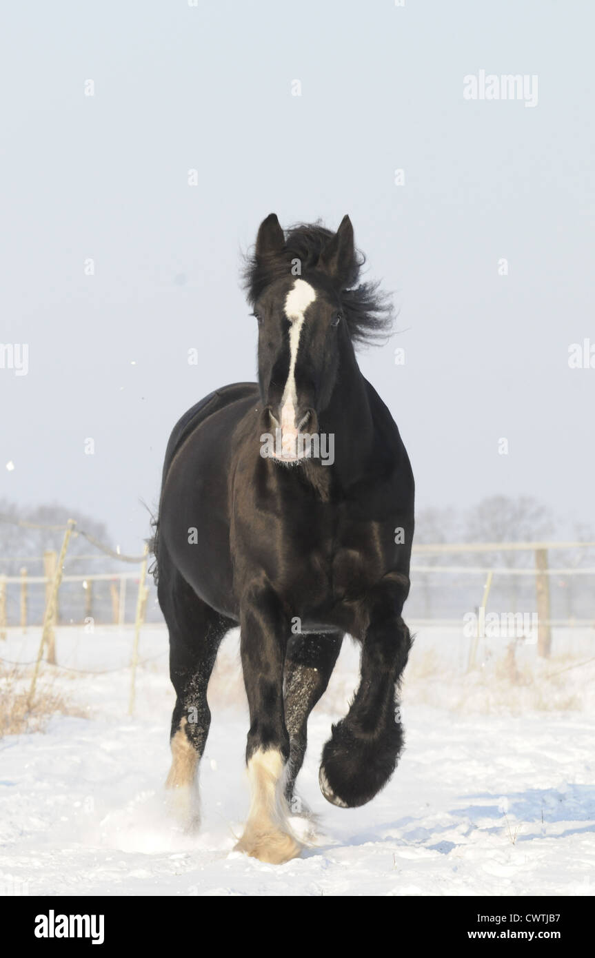 Al galoppo Shire Cavallo Foto Stock