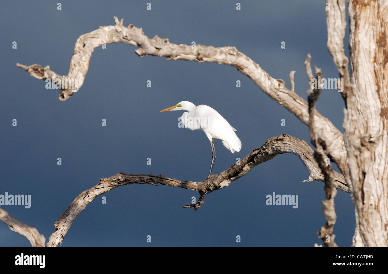 Airone bianco maggiore uccello in un albero, la Riserva Selous Tanzania Africa Foto Stock