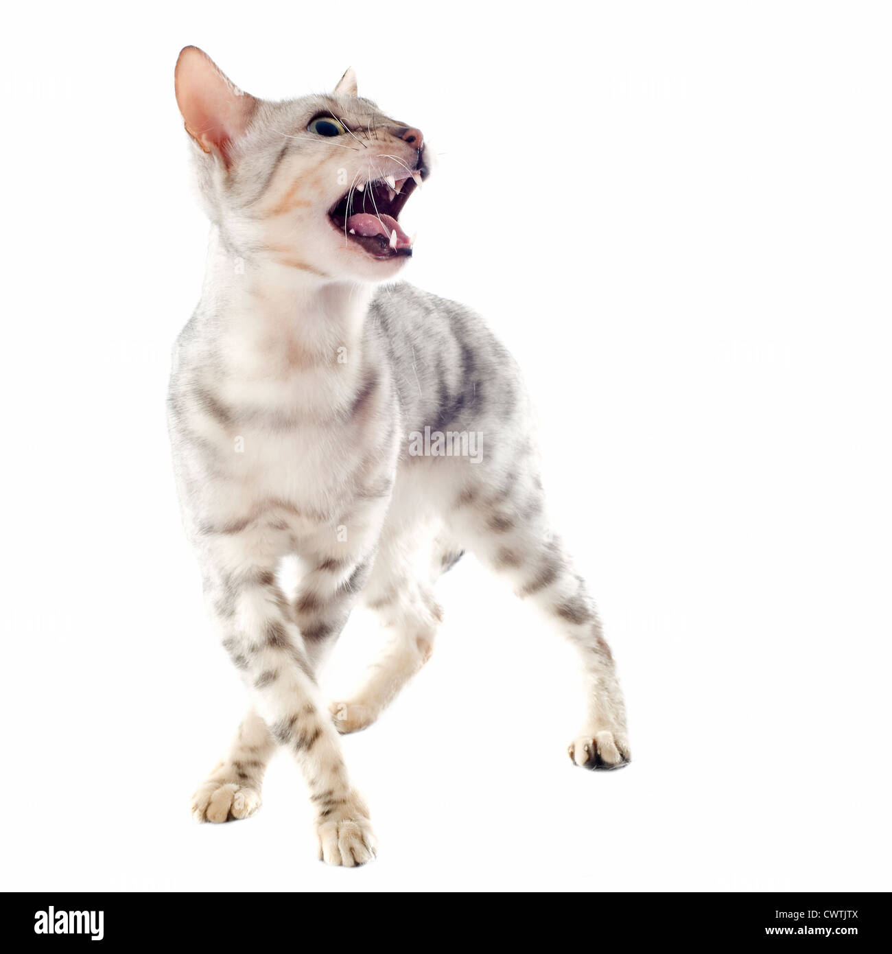Ritratto di un aggressivo Gatto bengala su sfondo bianco Foto Stock