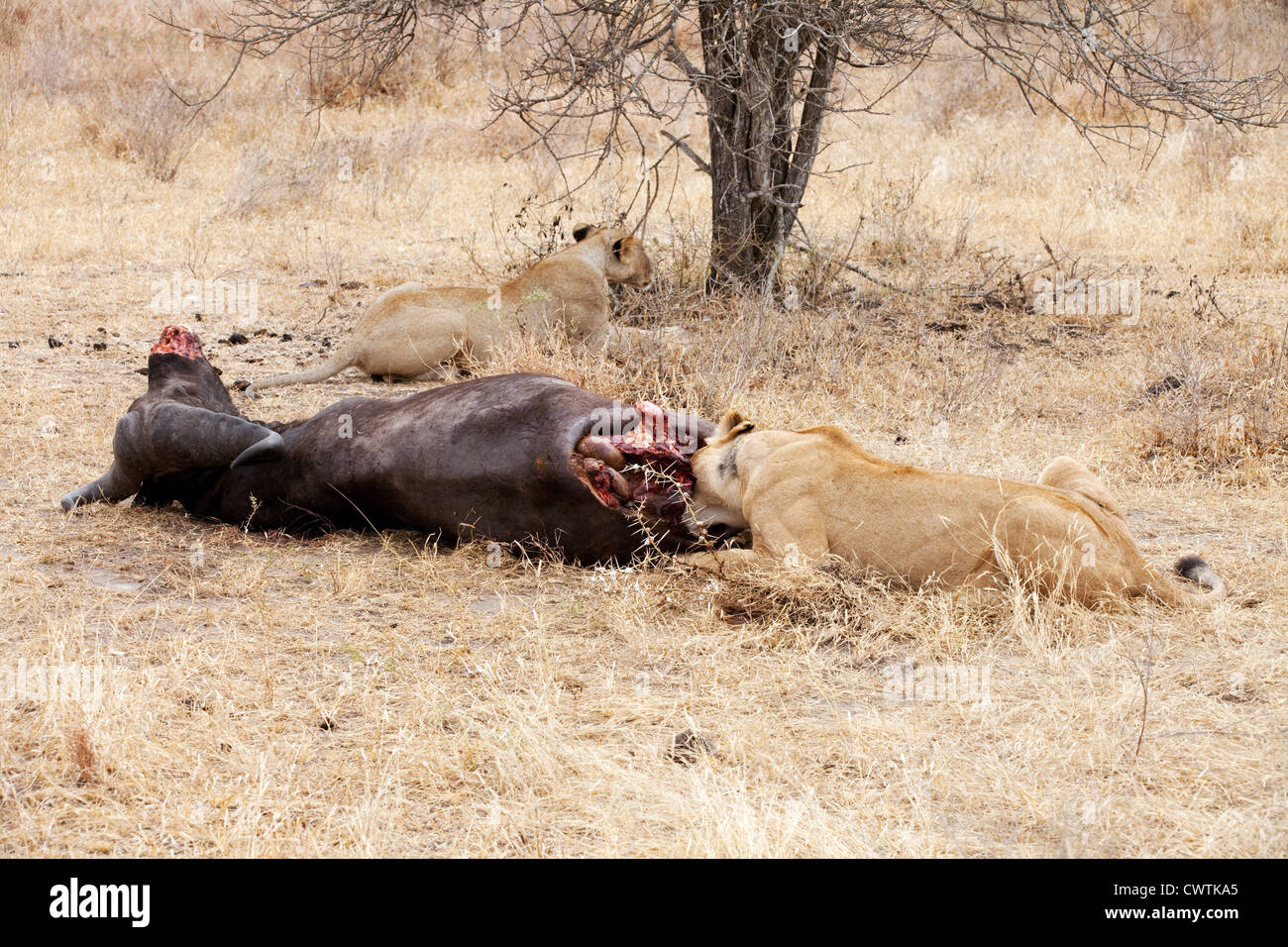 I Lions di mangiare un morto african buffalo kill, la Riserva Selous Tanzania Africa Foto Stock