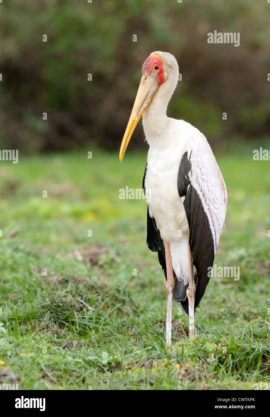 Giallo fatturati Stork, (Mycteria ibis), Selous Tanzania Africa Foto Stock