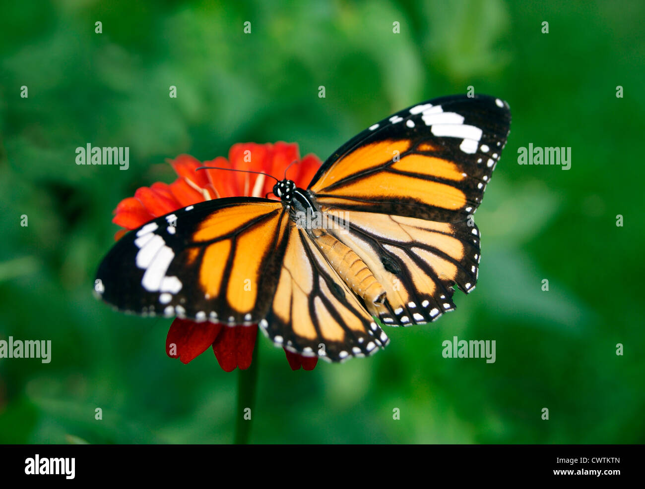 Parte superiore laterale ad angolo vista ingrandita di farfalla sul fiore in giardino in India.Striped Tiger Butterfly (Danaus genutia) Ali di stiramento Foto Stock