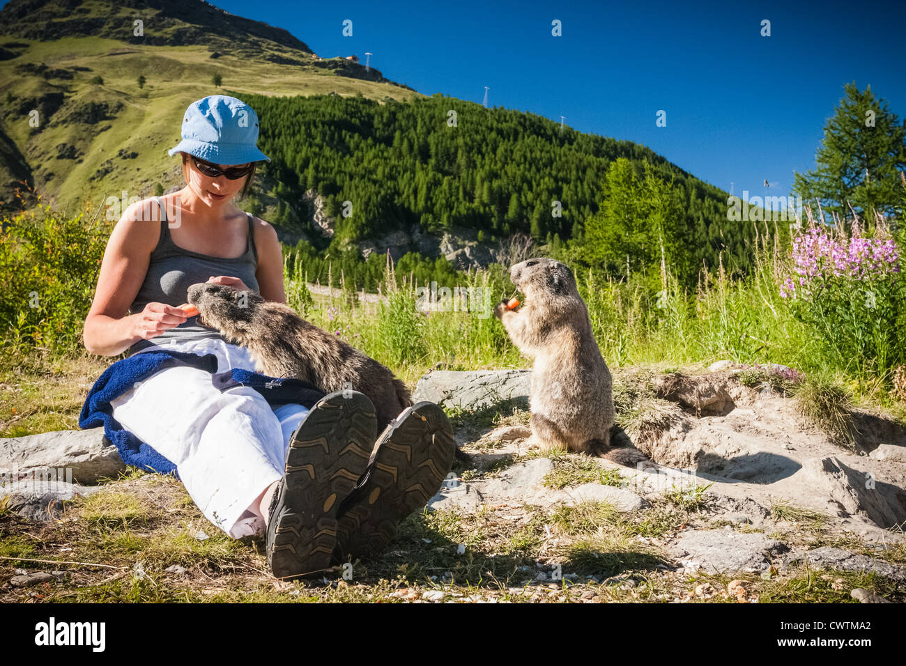 Due marmotte a turno in essendo alimentato le carote da una giovane donna in un prato alpino. Saas Fee svizzera. Foto Stock