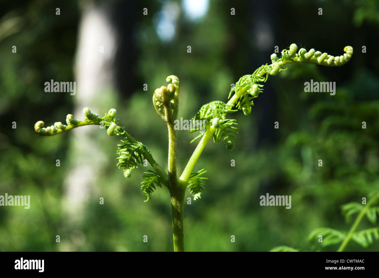 Un nuovo impianto di felce in aumento e dispiegarsi delle sue foglie da parte di tutti gli altri nella foresta. Foto Stock
