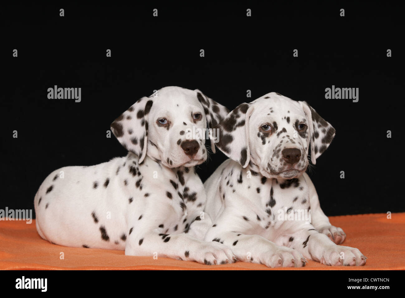 Cuccioli dalmata Foto Stock