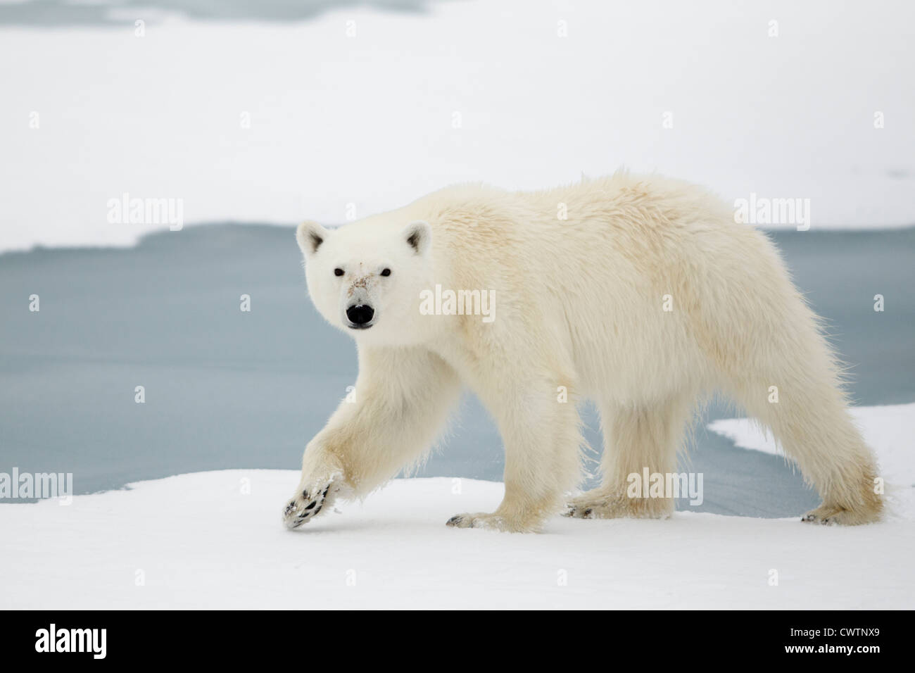 Orso polare (Ursus maritimus) passeggiate, Svalbard island, Norvegia. Foto Stock