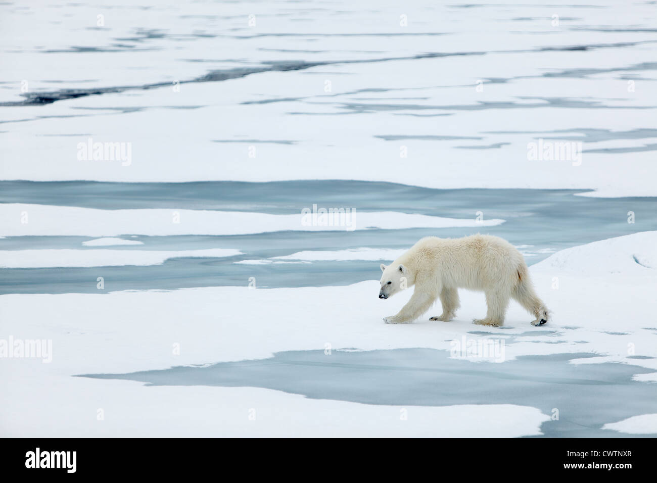 Orso polare (Ursus maritimus) passeggiate, Svalbard island, Norvegia. Foto Stock