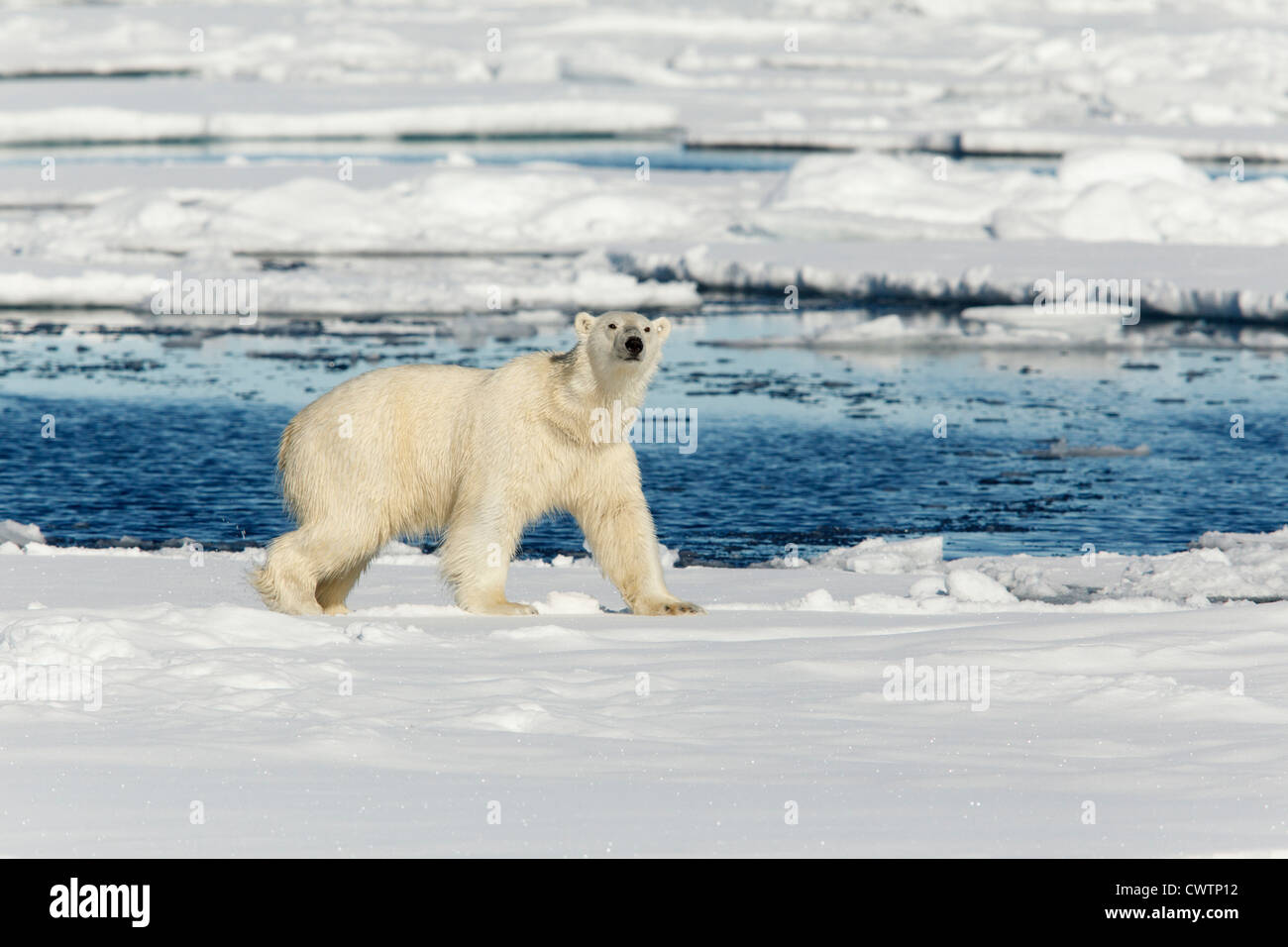 Orso polare (Ursus maritimus) nel ghiaccio, Svalbard island, Norvegia. Foto Stock