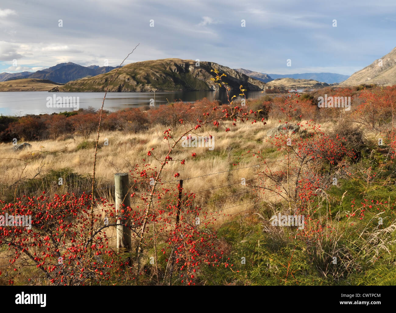 Wild Red Rose Hips cespugli e frutti di bosco in autunno sulle rive del Lago Wanaka in Central Otago, Nuova Zelanda. Foto Stock