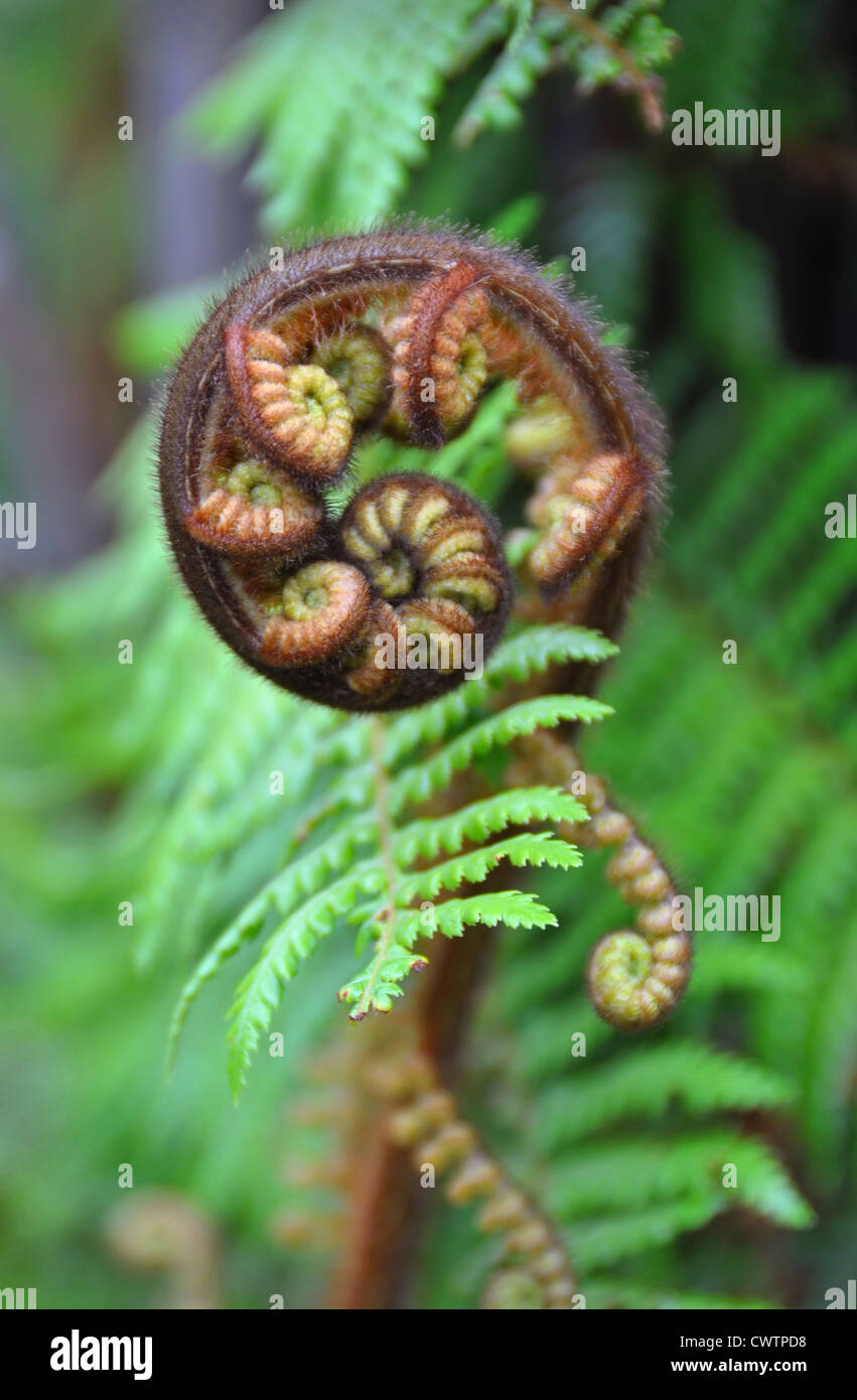 Ciondolo Koru Maori In Conchiglia Paua Della Nuova Zelanda | Simbolo Di Crescita E Armonia | Felce Stilizzata Su Corda Da 48 Cm | Alto 4 Cm