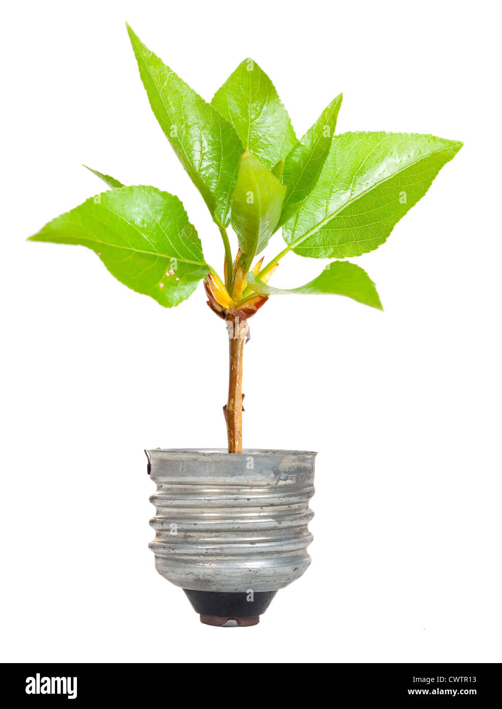 Green tree crescono fuori di una lampadina Foto Stock