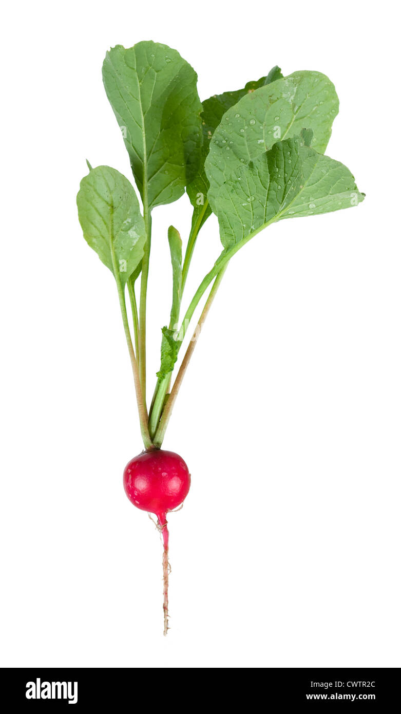 Ravanello fresco Foto Stock