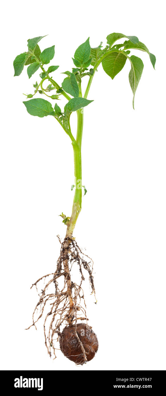 Germoglio di patata dalla radice Foto Stock