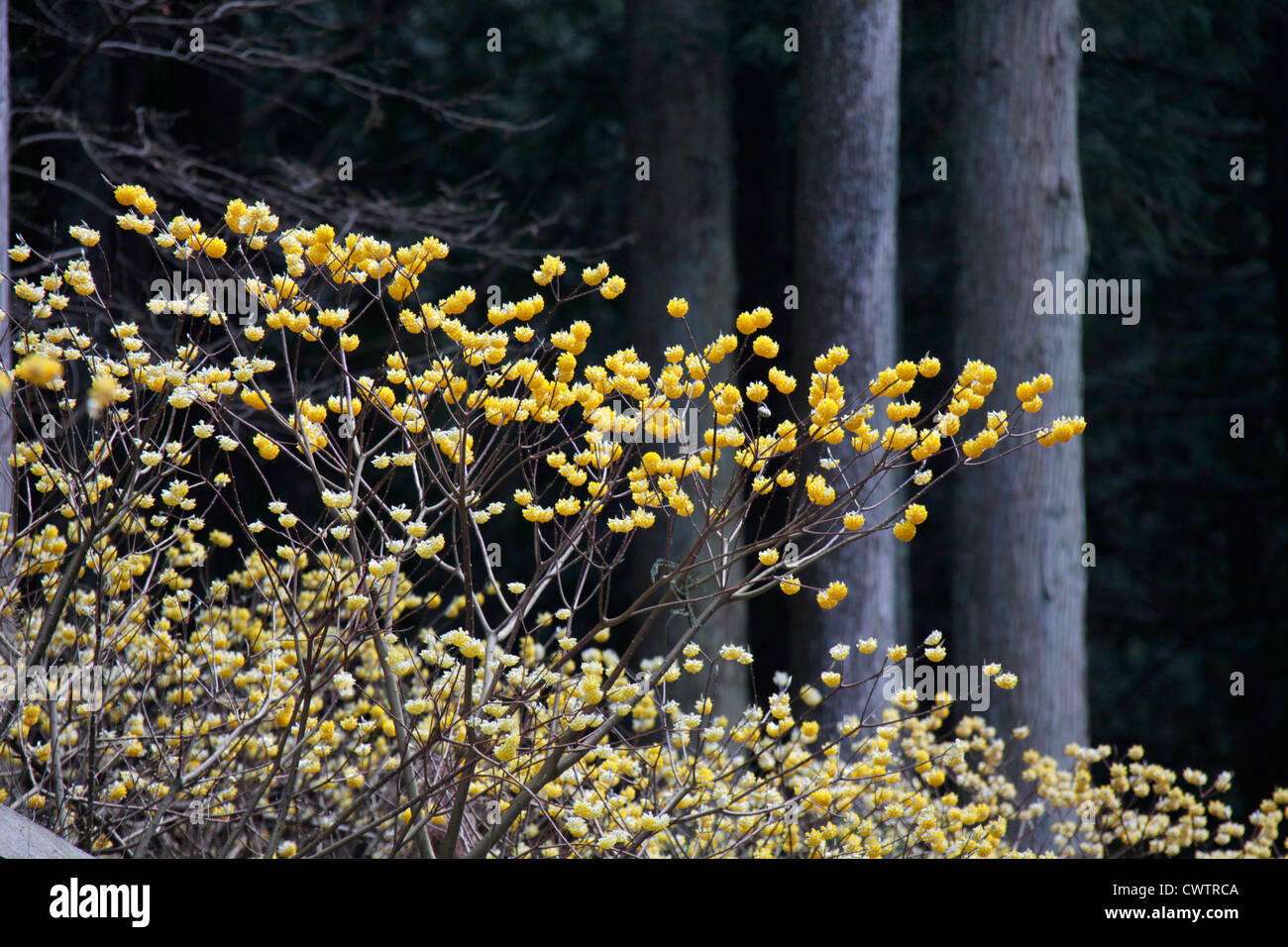 Edgeworthia chrysantha in una foresta Cryptomeria Giappone Foto Stock