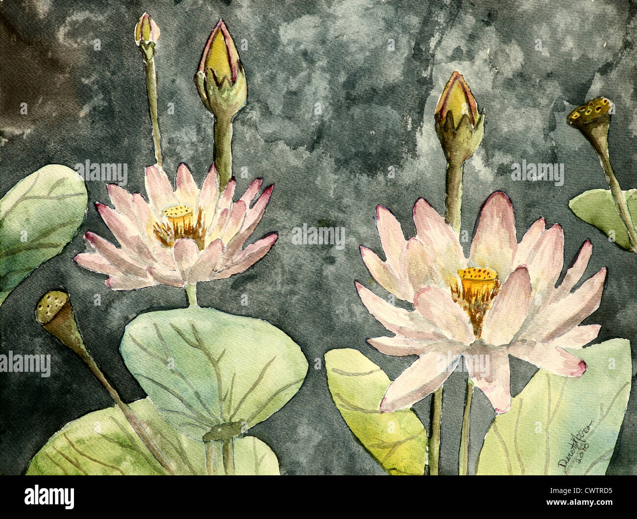 Fiore di loto dipinti ad acquerello arte botanica arte moderna pittura Foto Stock