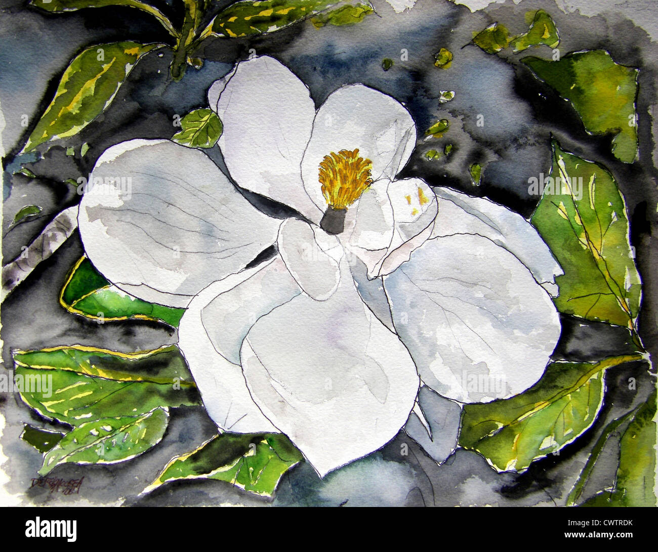 Fiore di magnolia pittura ad acquerello Foto Stock