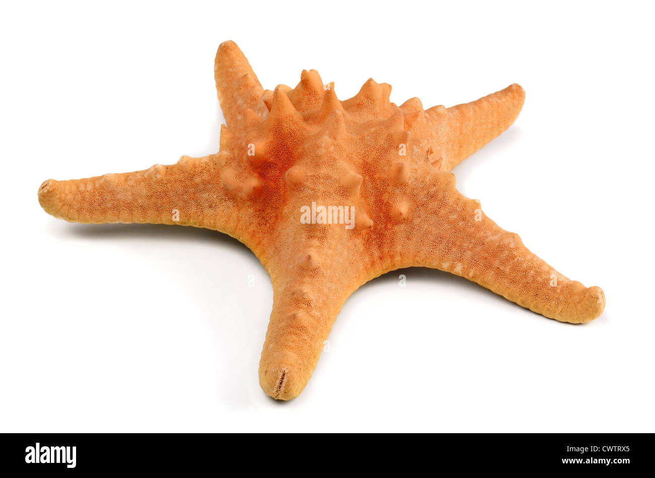 Big orange starfish isolato su bianco Foto Stock