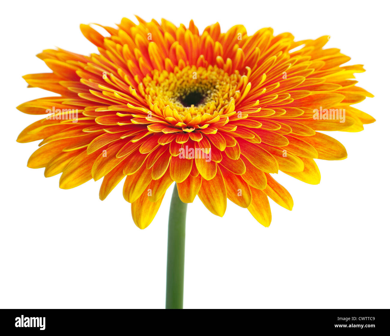 Orange gerbera flower su bianco Foto Stock
