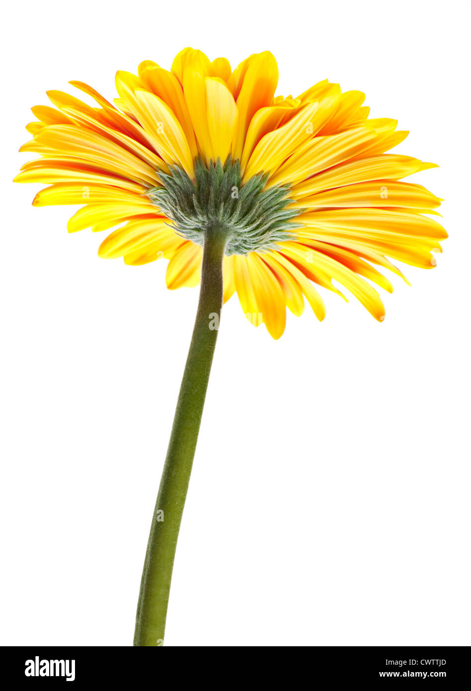 Orange gerbera flower su bianco Foto Stock