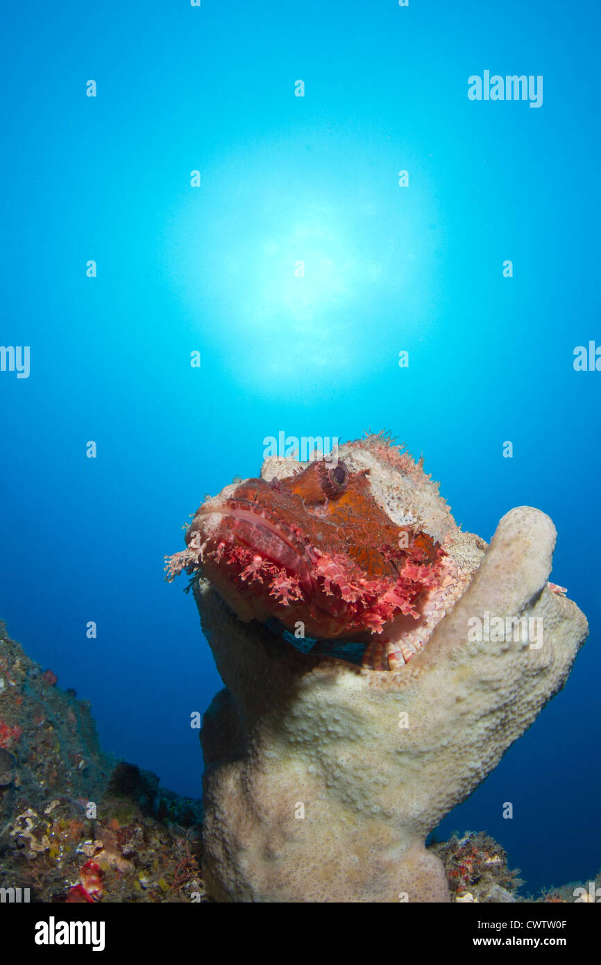 Un Pesce Scorpione tenuto da una "mano di Dio fatta di reef Foto Stock