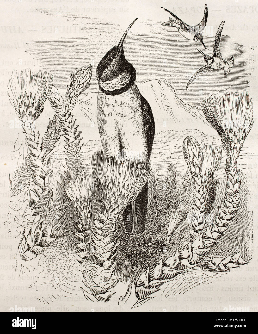 Hillstar ecuadoriana Foto Stock