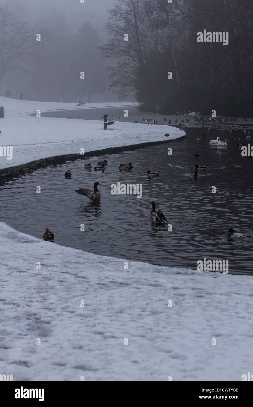 Le anatre e le oche su un laghetto in inverno Foto Stock