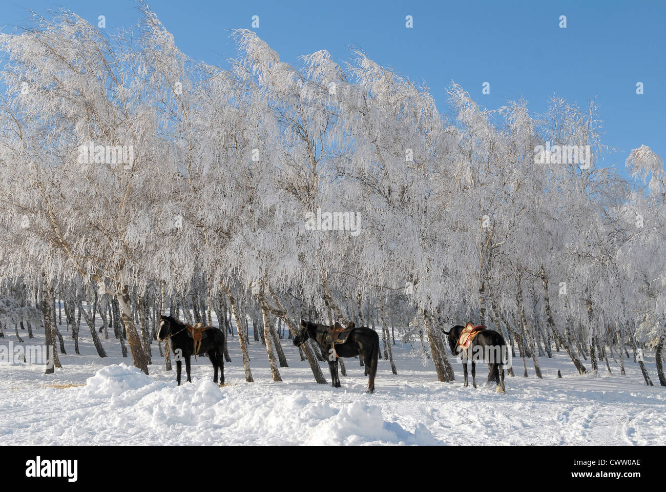 Tre cavalli in coperta di neve il legno Foto Stock