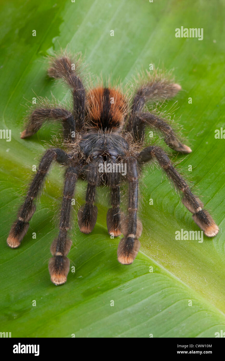 Pinktoe tarantula / Avicularia avicularia Foto Stock