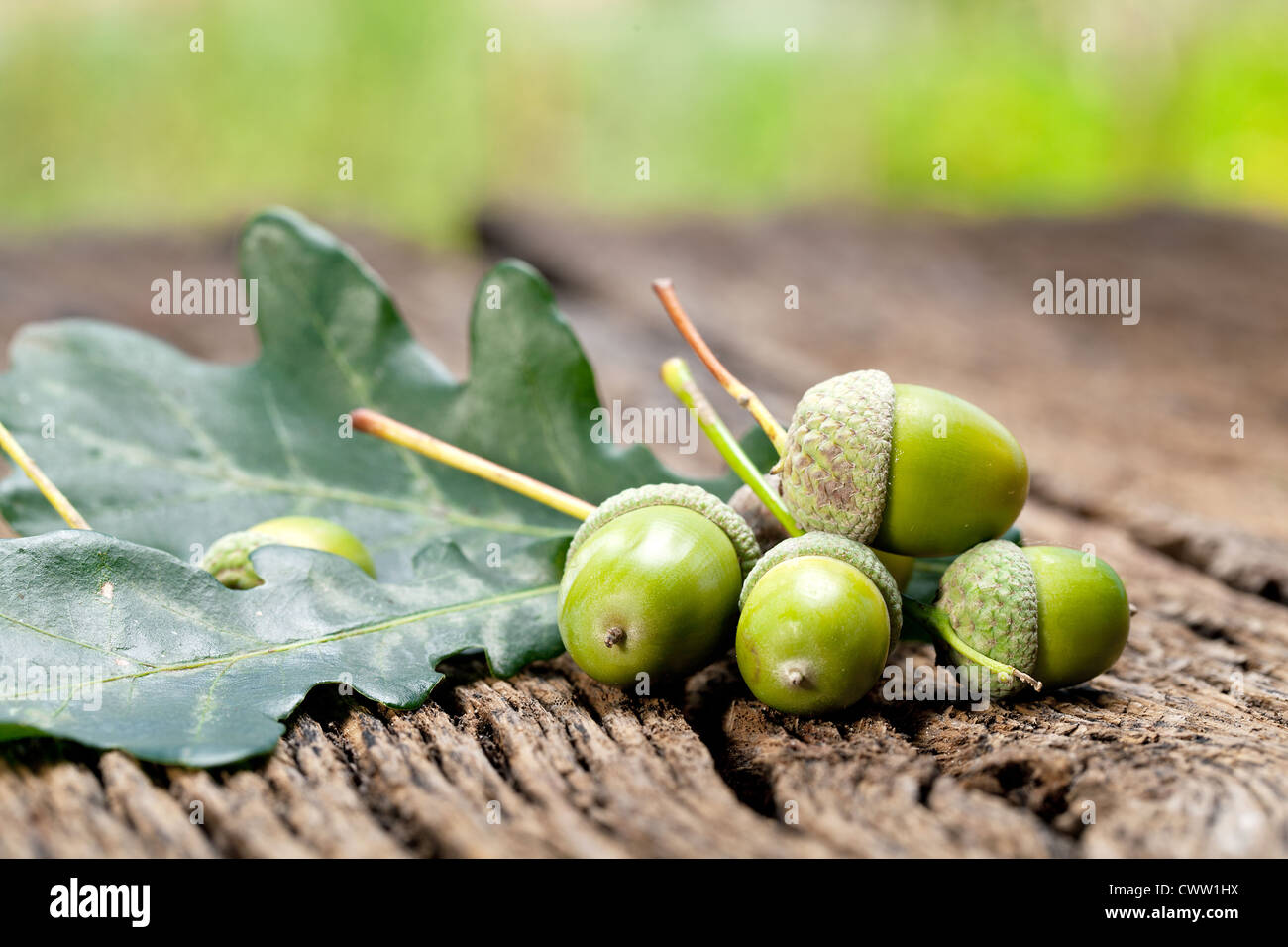 Acorn con foglie su un vecchio tavolo in legno Foto Stock