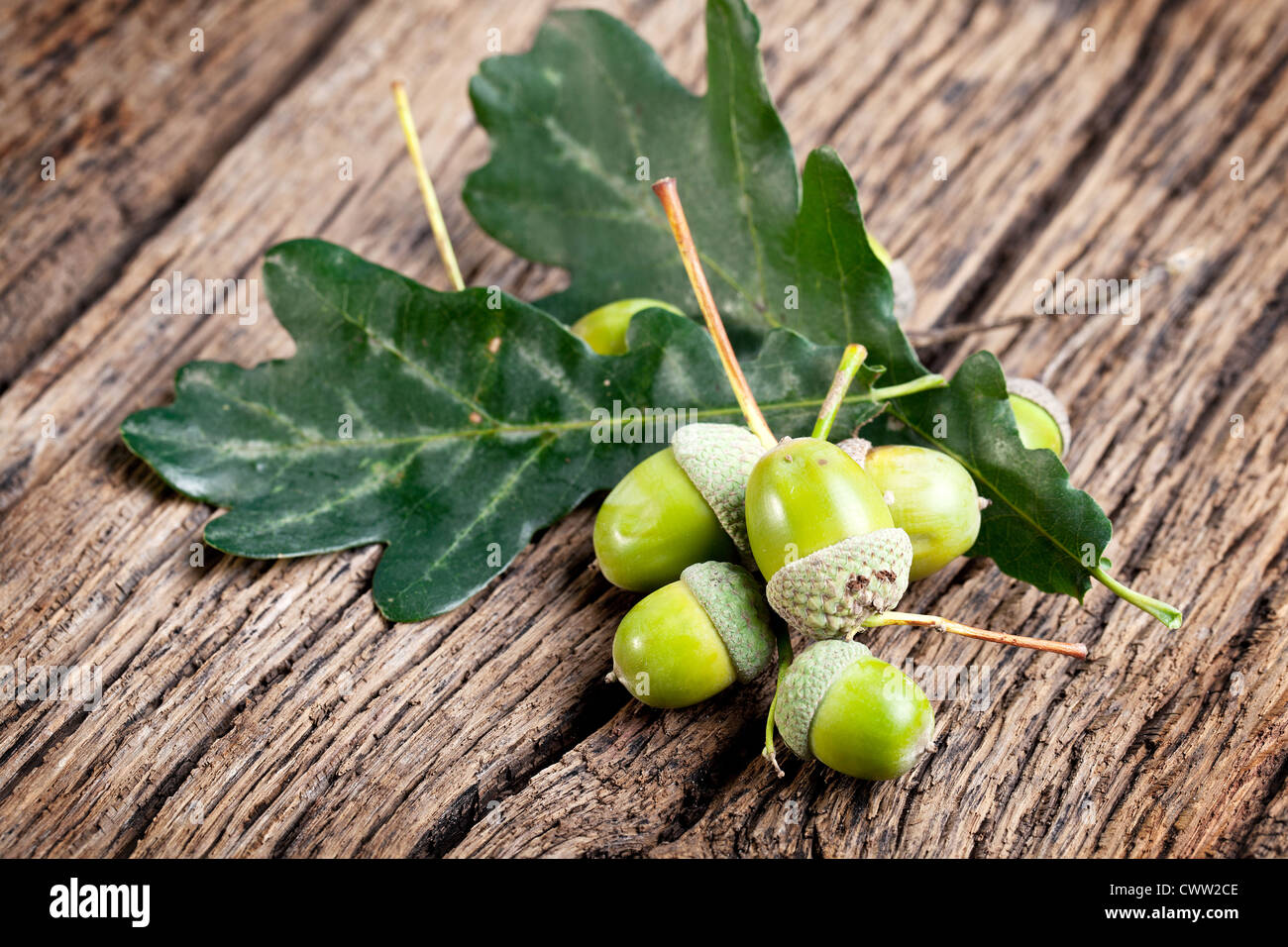 Acorn con foglie su un vecchio tavolo in legno Foto Stock