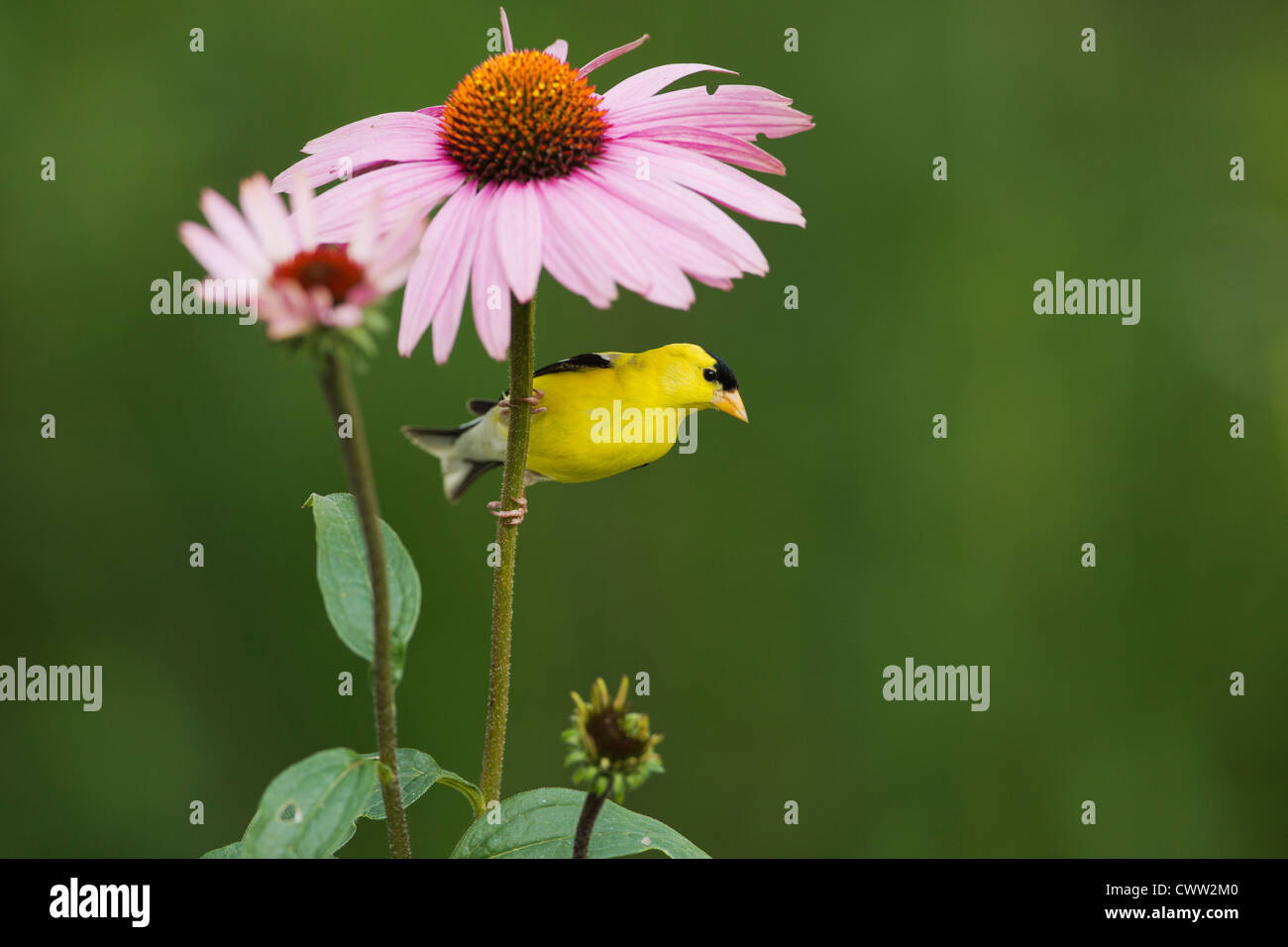 Maschio cardellino americano e il fiordaliso viola Foto Stock