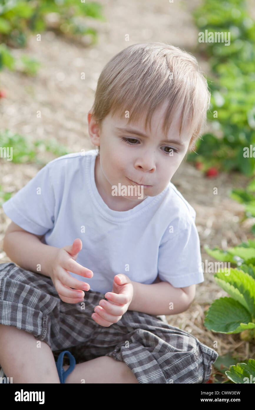 Ragazzo seduto nel campo di fragole Foto Stock