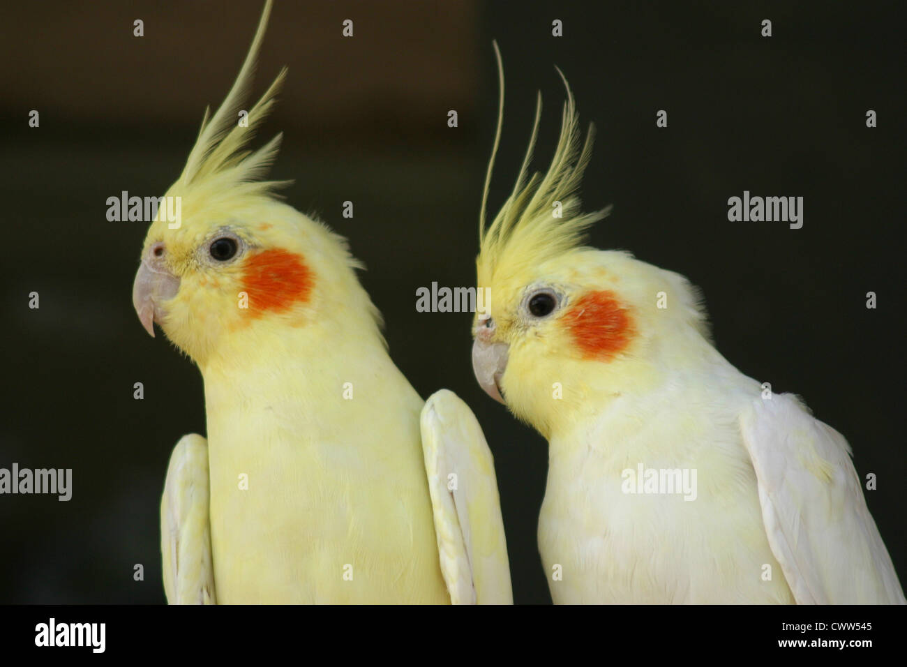 Cockatiel Foto Stock