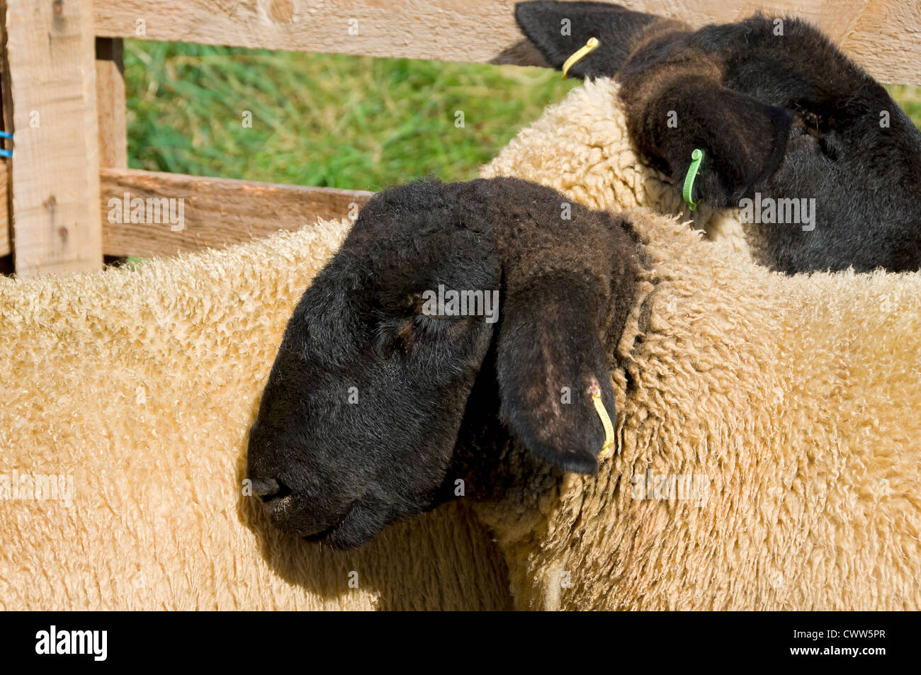 Primo piano di due animali da allevamento di pecore del Suffolk in una penna all'Egton Show North Yorkshire Inghilterra Regno Unito Gran Bretagna Foto Stock