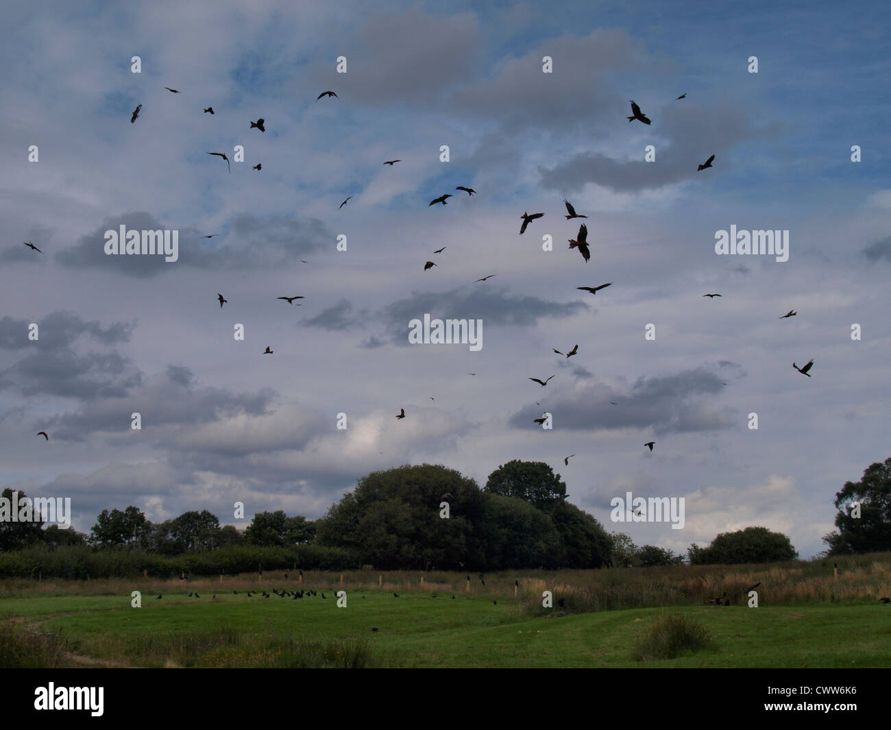Aquilone rosso stazione di alimentazione a Gigrin Farm, Wales, Regno Unito Foto Stock