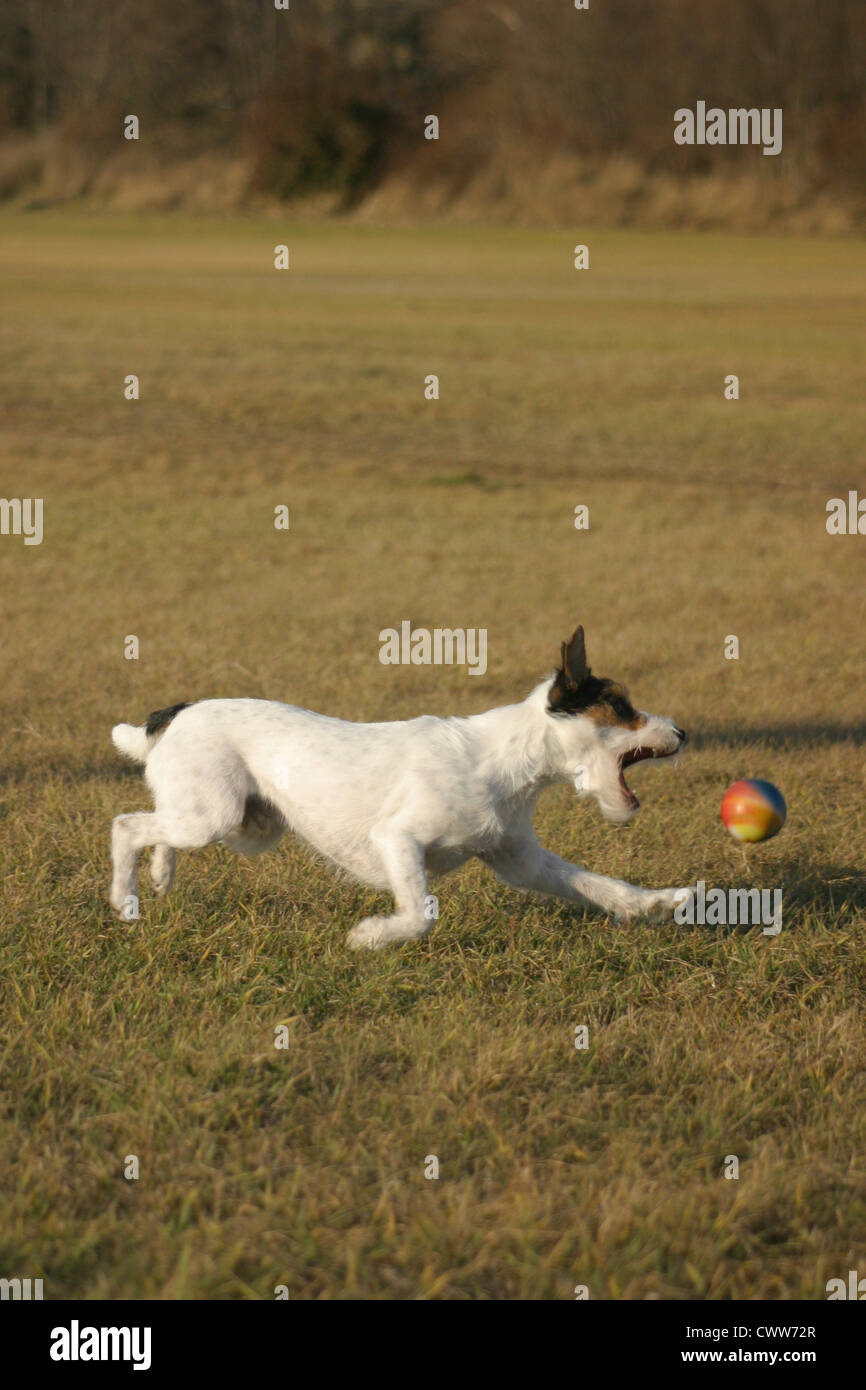 Parson Russell Terrier Foto Stock