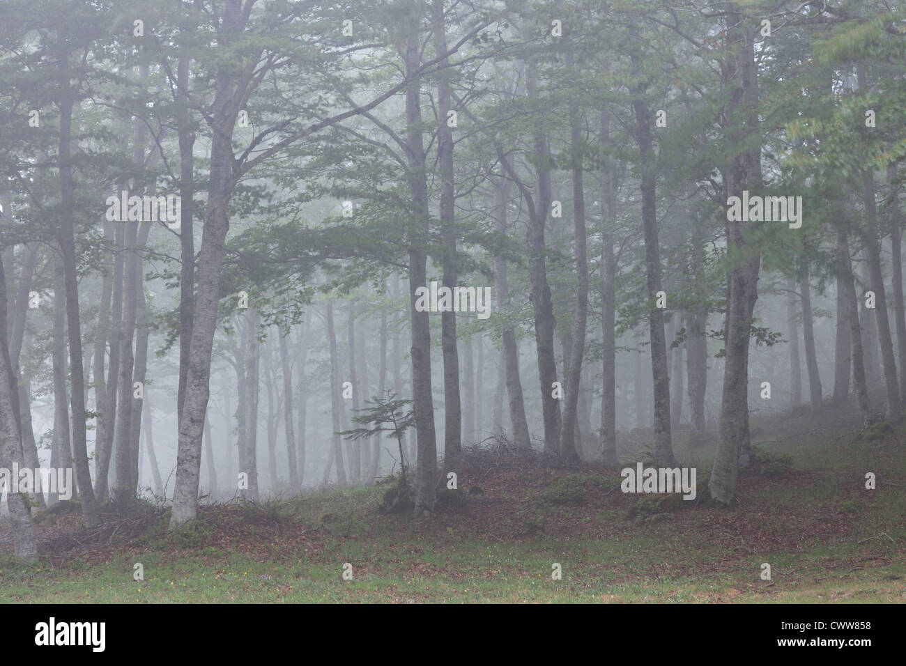 Faggi nella nebbia, bosco di Stilo, Calabria, Italia Foto Stock