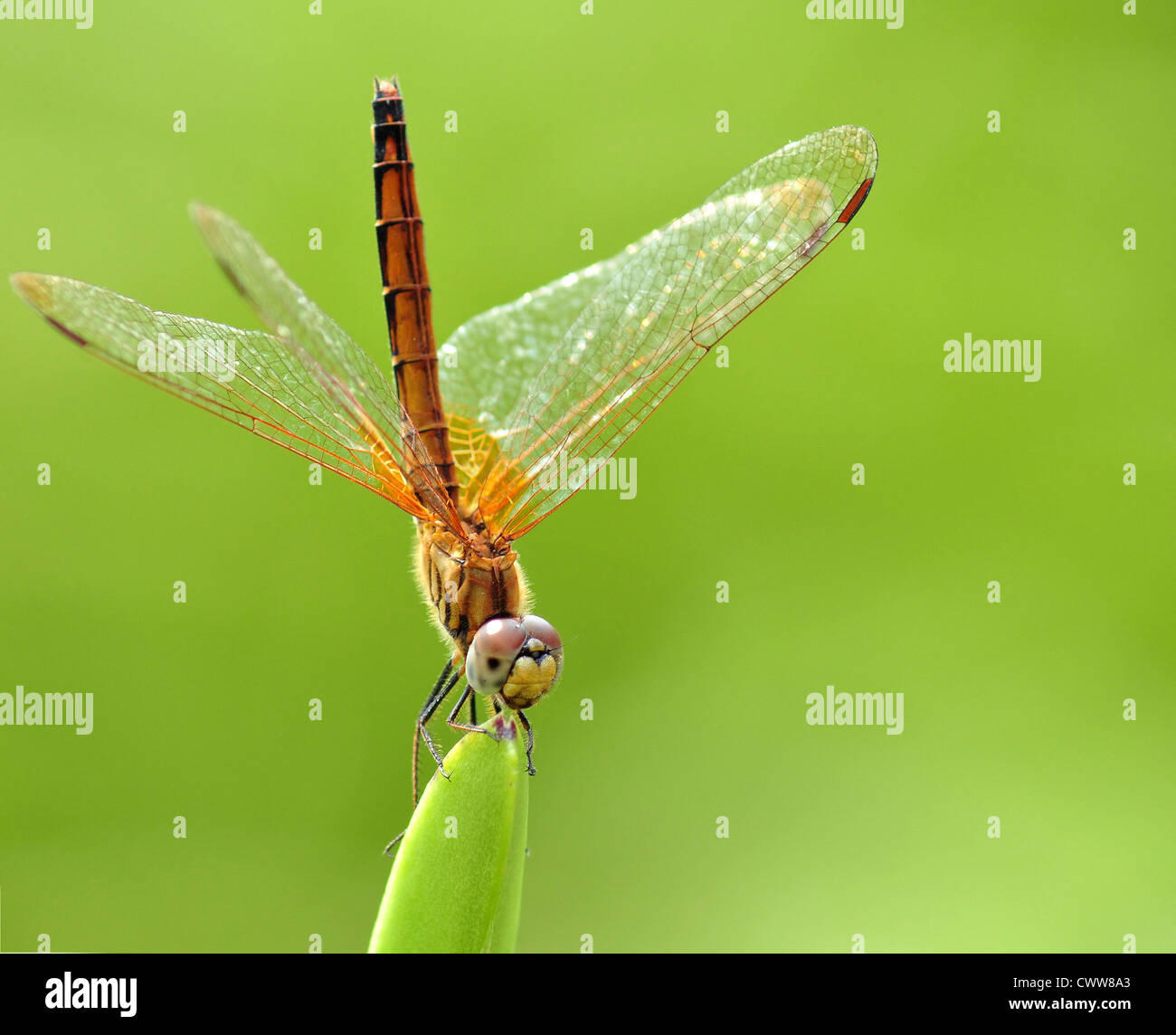 Una libellula giallo appoggiato su di una punta di un impianto Foto Stock