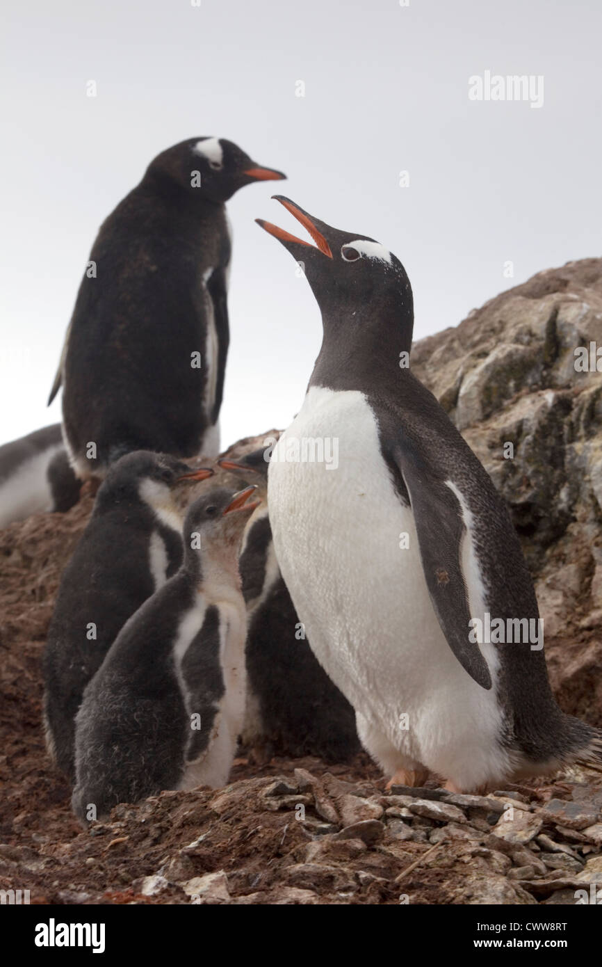 Pinguino Gentoo famiglia. I genitori proteggere 3 giovani, Antartide Foto Stock