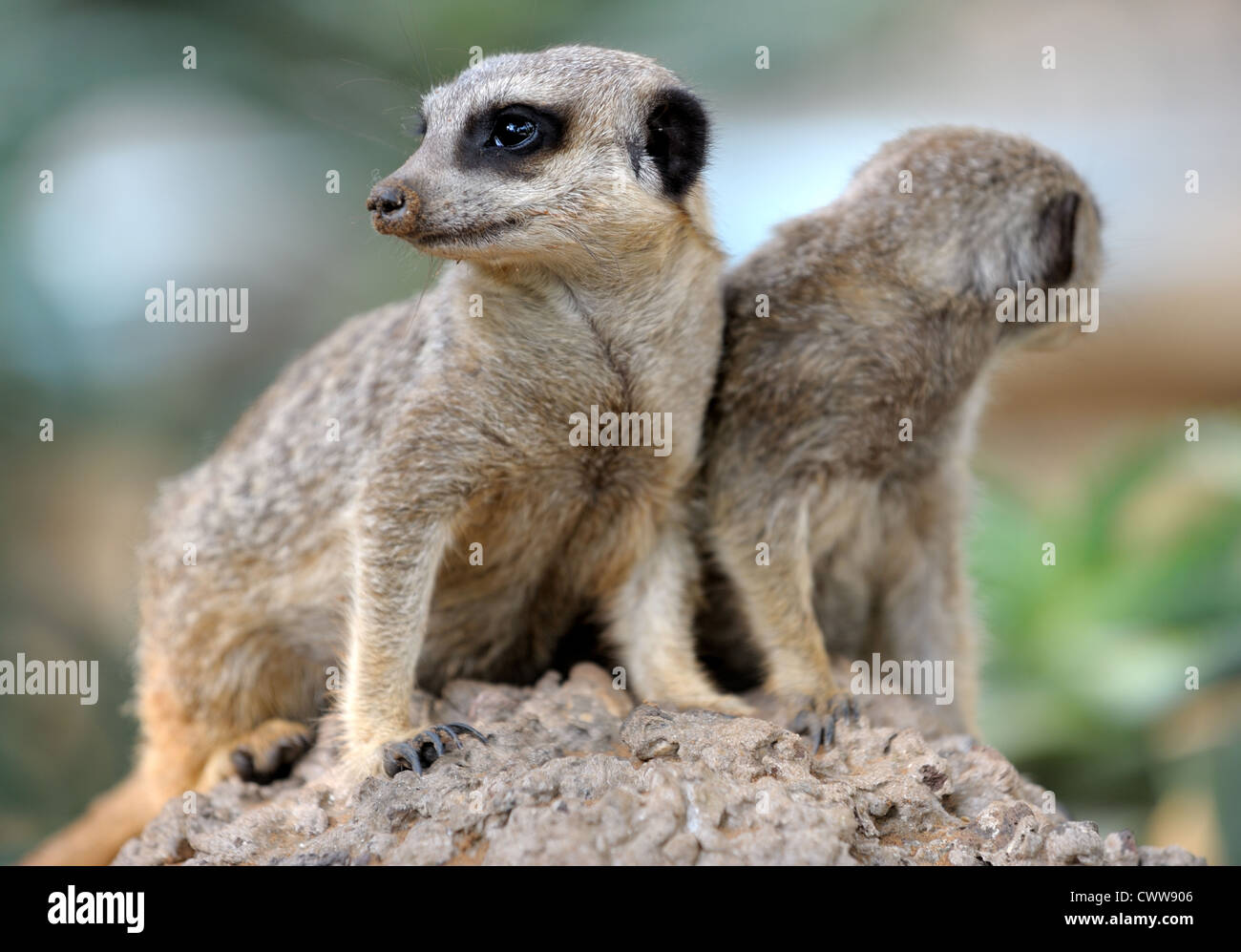 Suricata, piccoli mammiferi carnivori, una coppia di osservatori intorno al foro nel giardino zoologico. Foto Stock
