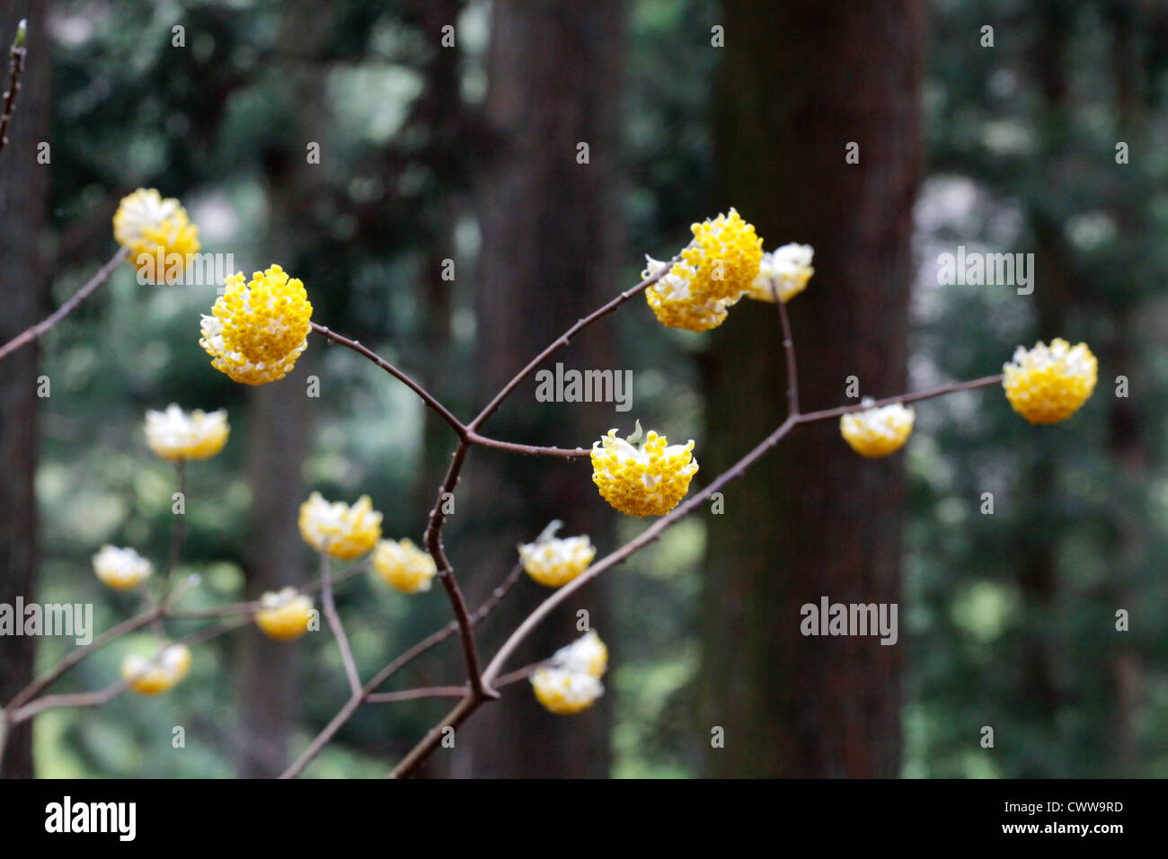 Edgeworthia chrysantha in una foresta Cryptomeria Giappone Foto Stock