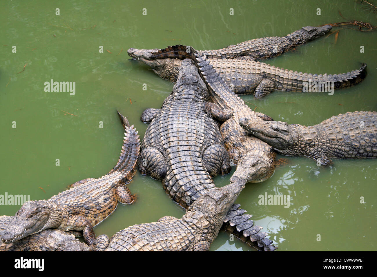 Gruppo di coccodrilli in acqua verdastra, girato in ambiente naturale, Madagascar Foto Stock