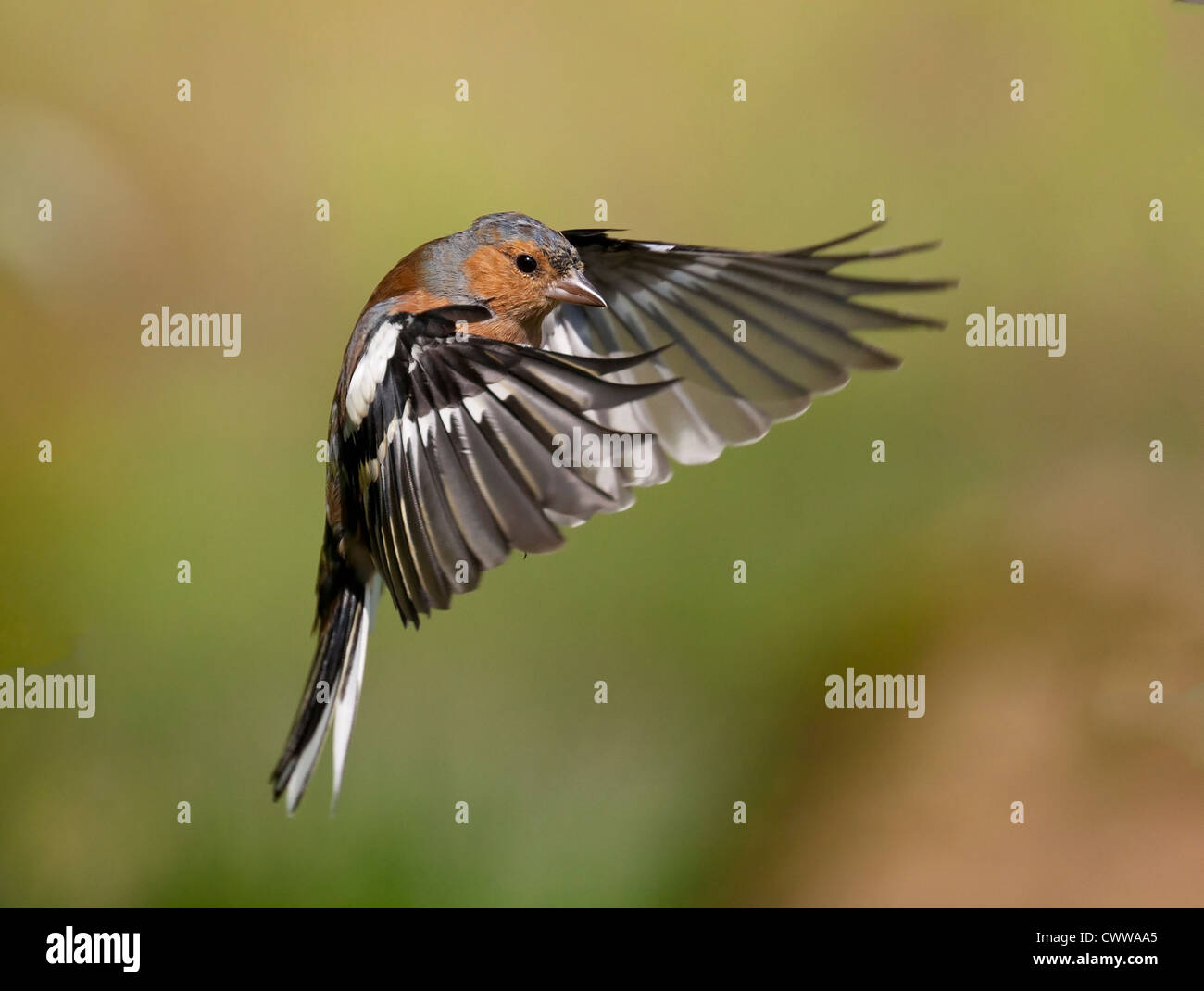 Un maschio di fringuello catturato in volo Foto Stock