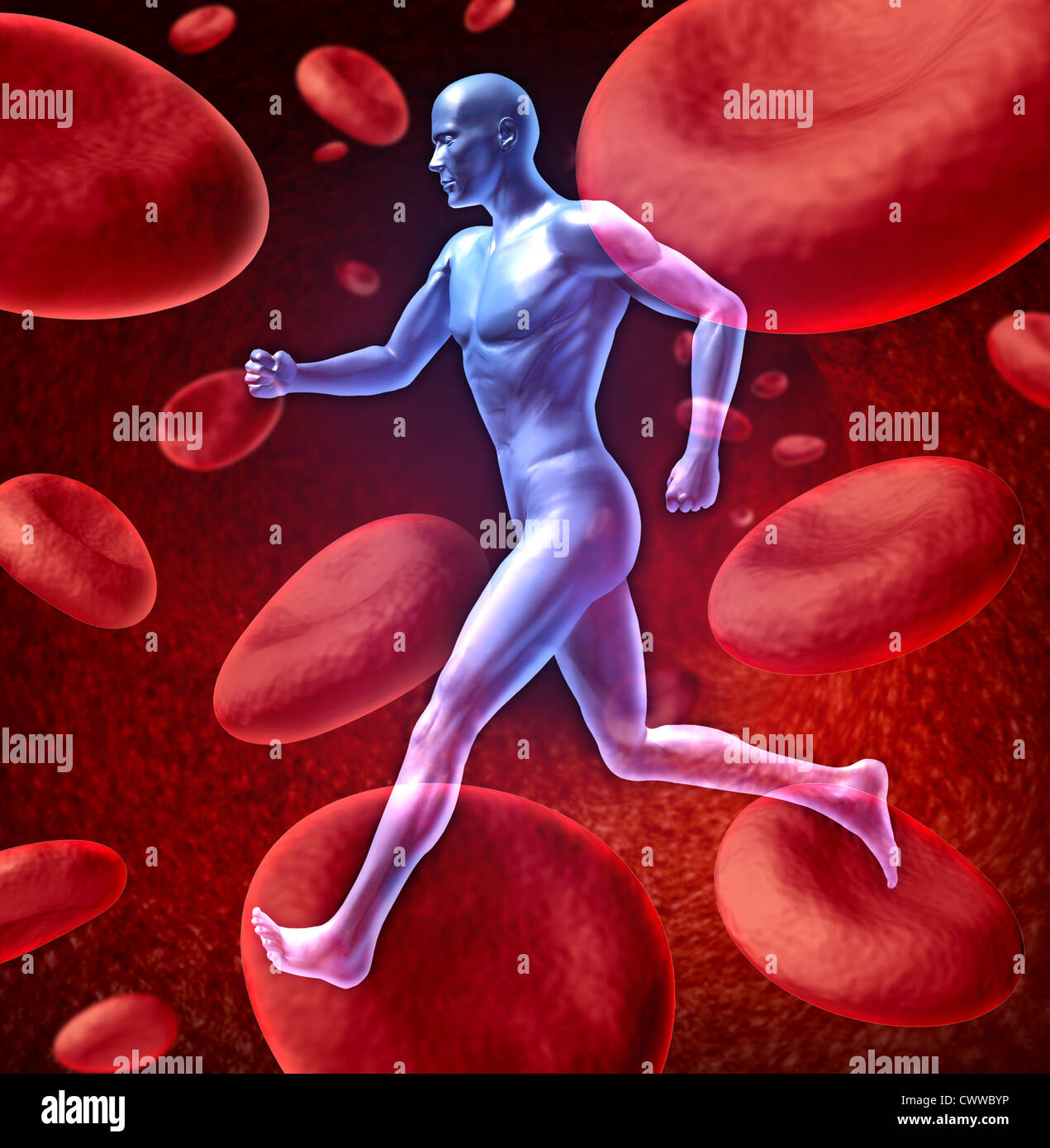 Cardiovascolari umano la circolazione sanguigna sistema rappresentato da un uomo con un background di cellule rosse del sangue che fluisce attraverso una arteria che mostra il concetto di medico corpo circolatorio che è ben ossigenata. Foto Stock