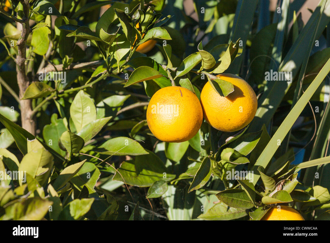 Arance sugli alberi nella Florida Centrale agrumeto Foto Stock