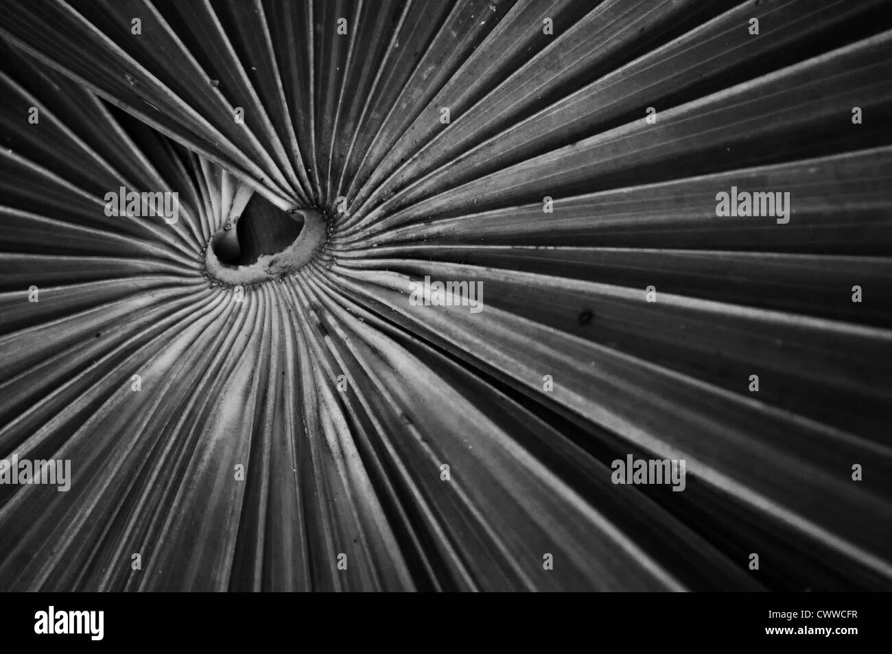 Abstract pianta bagnato nel Golfo del Messico Foto Stock